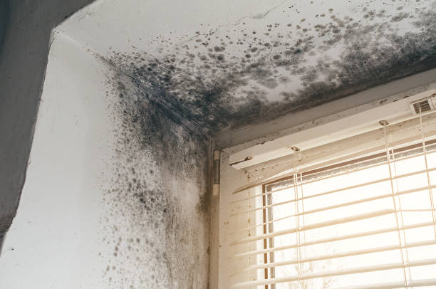 Affordable Mold Cleanup solutions in Wingate, NC